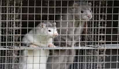 Supuestamente el virus detectado en los animales corresponde a una mutación genética del SARS-CoV-2 (ESPECIAL)