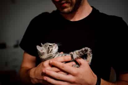 El pelo de gato suele adherirse con facilidad a cualquier superficie. Una de las más afectadas son las prendas de vestir que si no se limpian con cuidado podrían quedar arruinadas aún así conservar los residuos de los felinos. (ESPECIAL)