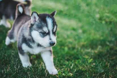 Las vacunas en las mascotas son necesarias para lograr inmunizarnos contra diversos padecimientos. (ESPECIAL)