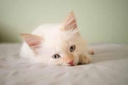 Los primeros momentos en la vida de un gato son de suma importancia para encaminarse a la vida adulta con un sistema inmunológico fuerte. (ESPECIAL)