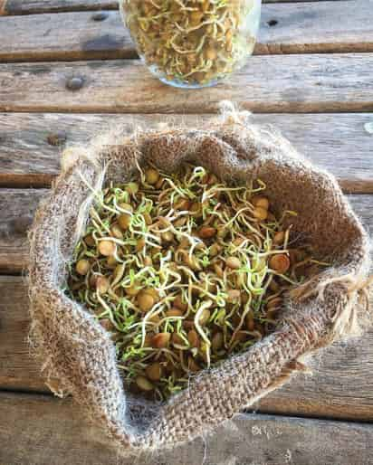 Los germinados liberan los nutrientes encapsulados y mejoran el valor nutricional de las semillas. (FOTO TOMADA DEL INSTAGRAM GRACIELACOCINA)