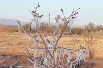 El frente frío número 18 trajo una repentina baja de temperatura que alcanzó los 10 grados bajo cero en el valle del Pueblo Mágico, informó Carlos Gutiérrez Recio, cronista de la ciudad. (EL SIGLO DE TORREÓN)