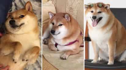 Conoce a Balltze, el perro de los memes originario de Hong Kong (INSTAGRAM @balltze)