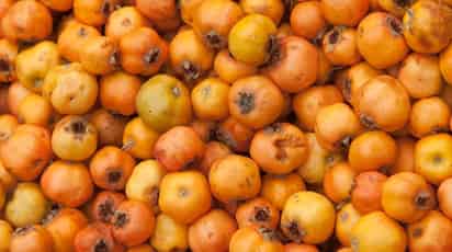 El tejocote es una fruta que no puede faltar durante la época decembrina. Es un ingrediente básico del ponche de frutas, parte del relleno de las piñatas y también se preparan endulzados con miel de piloncillo. (Especial)