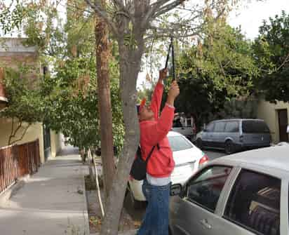 La Dirección de Ecología y Medio Ambiente llamó a los ciudadanos a respetar y atender las restricciones para la poda de árboles.