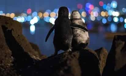 De acuerdo al fotógrafo, le llevó tres días capturar la imagen de los pingüinos en Australia (@TOBIASVISUALS)