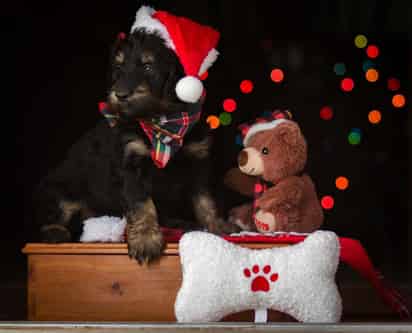 Cuando las fechas navideñas comienzan a acercarse, es fácil caer en la tentación de considerar un regalo seguro que los niños disfrutan, sin embargo, esto no siempre es la mejor opción. (ESPECIAL) 