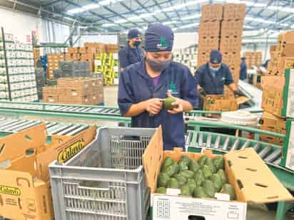 En esta edición, los aguacateros tanto productores como empacadores buscan superar las ventas del año pasado para el Super Bowl. (ARCHIVO) 