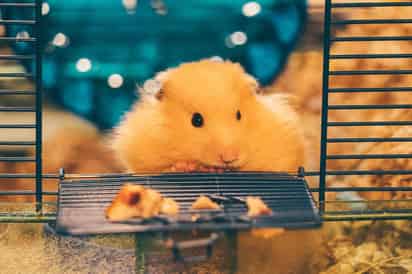 Si un hamster toma demasiada agua, orina en exceso o presenta agitación y temblores, posiblemente sufra diabetes, especialmente si el animal tiene un estilo de vida demasiado sedentario para su especie y sufre obesidad. (ARCHIVO)