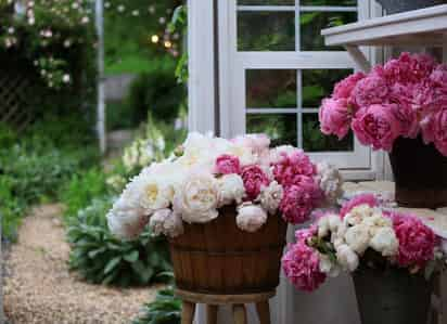 Las peonías son unas flores poco conocidas en México, pero muy populares en Europa, Extremo Oriente y Norte América. Son grandes botones, con muchos pétalos en su interior. (Instagram @frenchcountrycottage)