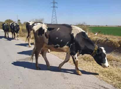 El registro de las Unidades de Producción Pecuaria es necesario para que los ganaderos puedan acceder a programas. (EL SIGLO DE TORREÓN) 