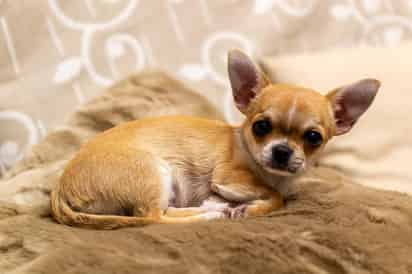 Todos los cachorros tienen una época temblorosa. Generalmente a los dos meses su sistema inmunológico ha madurado y deja de haber este continuo temblor. (ARCHIVO)
