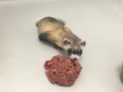 'Elizabeth Ann', una hembra de hurón de patas negras (Mustela nigripes), es el primer ejemplar clonado de una especie nativa de Norteamérica en peligro de extinción y la esperanza de científicos y conservacionistas para recuperar la especie. (ARCHIVO)