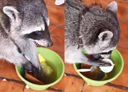 La usuaria @prisca02 suele compartir diversos videos de su mapache a través de TikTok (CAPTURA) 