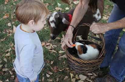 Es muy importante considerar todas las recomendaciones que dan los veterinarios para tener un cuyo como mascota. (ESPECIAL)