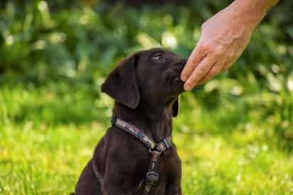 Existen diferentes formas fáciles para medicar a tu mascota. (ESPECIAL)