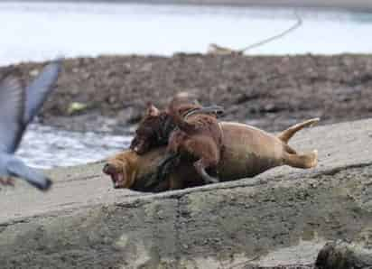 Al oeste de Londres, cerca del Puente Hammersmith en Barnes, turistas y locales captaron en video el aterrador momento en el que un perro atacó a una foca que se encontraba descansando cerca del muelle. (Especial) 