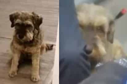 'Juan', el perro, permaneció tranquilo en el interior de la ambulancia durante el trayecto al hospital (CAPTURA) 