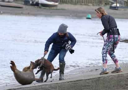 Luego de que se informara sobre el ataque de un perro a foca que descansaba en muelle al oeste de Londres , la policía local dio a conocer que el mamífero identificado como 'Freddie', falleció debido a las lesiones que sufrió. (Especial) 