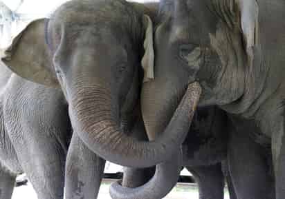 El elefante de la sabana y el elefante africano de bosque han entrado en la categoría de animales en peligro de extinción debido a la caza furtiva de marfil y a la importante pérdida de su hábitat a causa de las actividades humanas. (ARCHIVO)
