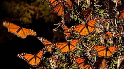 Sólo en lo que va del año, la población de mariposas ha disminuido un 26% en nuestro país (ESPECIAL) 