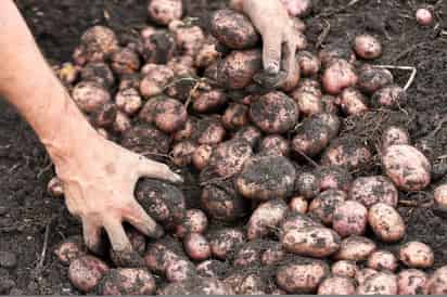 Productores mexicanos de papa esperan la resolución de la Suprema Corte de Justicia de la Nación en torno al litigio por el que piden no se permitan las importaciones de papa de Estados Unidos a México, ante el riesgo de que entren plagas al país. (ARCHIVO)