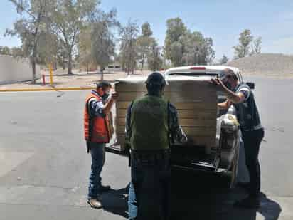 El mapache pudo haber llegado en un cargamento de Canadá.