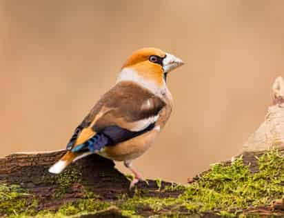 Las aves que mataron son ilegales de cazar. (INTERNET)