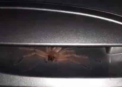 La araña es una 'Huntsman' (CAPTURA)