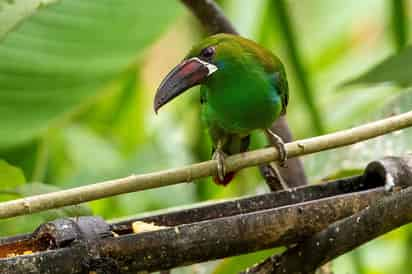 Las aves urbanas son de fácil avistamiento en el Jardín Botánico. (EFE)