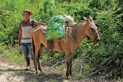 En México, el programa consiste en sembrar un millón de hectáreas y trabajan ya 420,000 sembradores. (ARCHIVO)