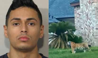 No está claro si el detenido es el dueño del tigre, sin embargo, éste lo subió a una camioneta Jeep Cherokee y se marchó con él después de que vecinos reportaron la presencia del felino en la zona residencial de Houston, Texas (ESPECIAL) 