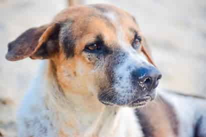 Es importante que realices desparasitaciones constantes para cuidar la salud de tu mascota. (ESPECIAL)