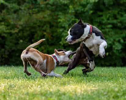 Algunos de los síntomas para detectarla en tu mascota son la agresividad, vómitos, salivación excesiva, entre otros más. (ESPECIAL)