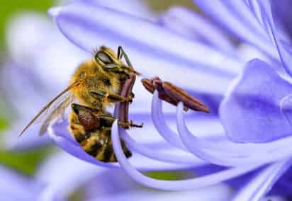 El apicultor colombiano David Pulgarín tiene 30 años pero ya sabe bien a dónde quiere llegar con sus colmenas: 'Ser reconocidos en el país como los principales productores de abejas reinas de calidad'. (ARCHIVO) 
