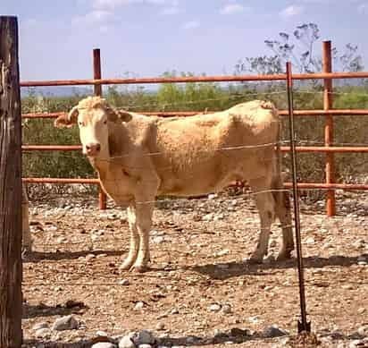 El ganado se está muriendo de hambre y sed, porque no hay suficiente pastizal en hectáreas de tierra para alimentarse.