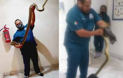 Se cree que la serpiente habría sido comprada al ser una especie que no habita en nuestro país (FACEBOOK) 