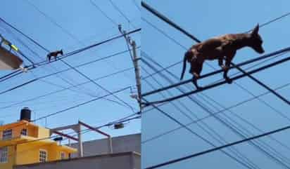 La escena del perro sobre los cables de luz se ha viralizado con más de 8 millones de reproducciones en TikTok (CAPTURA) 