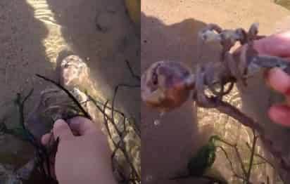 El supuesto esqueleto fue encontrado a la orilla del mar (ESPECIAL)