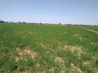 Varios factores han puesto en jaque a los campos de cultivo en la región Lagunera. (EL SIGLO DE TORREÓN) 