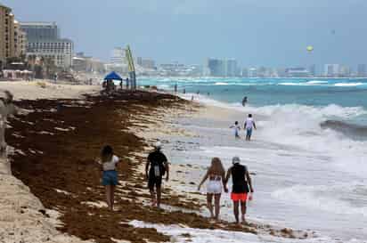 Los hoteles del Caribe mexicano se han preparado para combatir el sargazo, que se teme llegue masivamente a las playas.