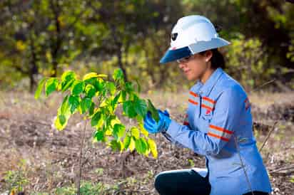 Peñoles y Fresnillo plc refuerzan sus acciones a favor del medio ambiente y tienen como prioridad cuidarlo, protegerlo y preservarlo.