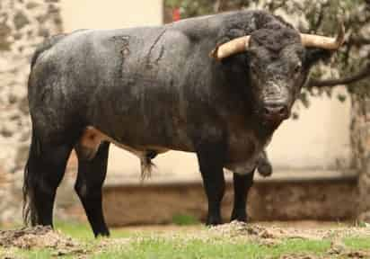 Magníficos ejemplares fueron reseñados para lidiarse en Lerdo el próximo sábado, en una corrida de toros que será histórica. (ESPECIAL)