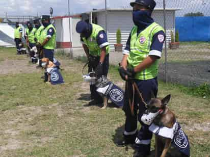 Los estudios sobre la capacidad de los perros para detectar individuos contagiados no son seguros ni confiables.