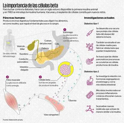 La importancia de las células beta. (EL UNIVERSAL)