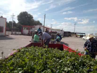 Los productores afirman que los altos costos de la electricidad y los insumos para producir los tienen 'ahorcados'. (EL SIGLO DE TORREÓN) 