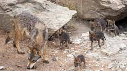 No se descarta que en los próximo días llegue una nueva camada de Lobo Gris Mexicano al Museo del Desierto (MUDE), esto como parte del programa de reproducción a fin de evitar su extinción. (ISABEL AMPUDIA)