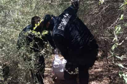 Con el cráneo y ambas manos desprendidas, fue localizado el cadáver de un hombre en avanzado estado de putrefacción, el cuerpo fue ingresado a las instalaciones del SEMEFO en calidad de no identificado.
