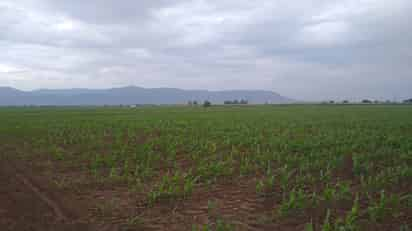 La lluvia beneficia los cultivos y ayuda al combate a la plaga. (EL SIGLO DE TORREÓN) 