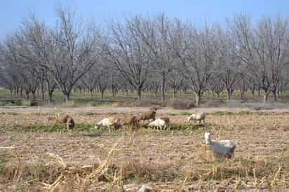 Para el segundo semestre del año, la expectativa es que las lluvia continúen y se registren más escurrimientos en la presa Lázaro Cárdenas, a fin de asegurar el ciclo de riego del año que entra.
(ARCHIVO)